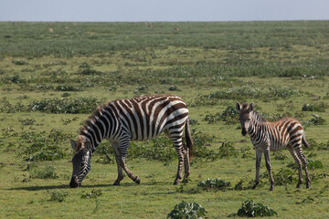 zebra with a baby cub in the savannah