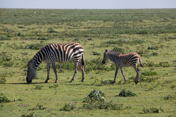 Naklejka premium zebra with a baby cub in the savannah
