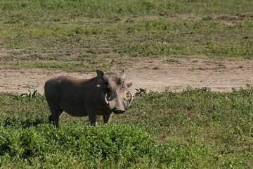 Warthog in the savannah