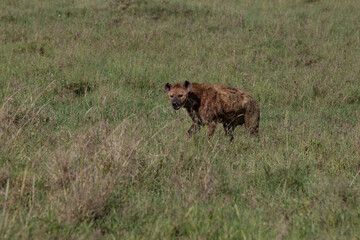 hyena in the savannah