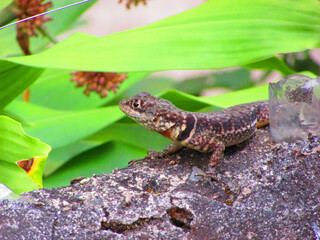 A small calango lizard on the wall of a house in a city