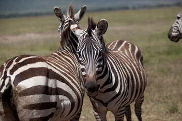 Portrait of two zebras in safari park, Kenya