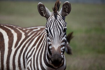 Naklejka premium Close up portrait of zebra in safari park, Kenya 