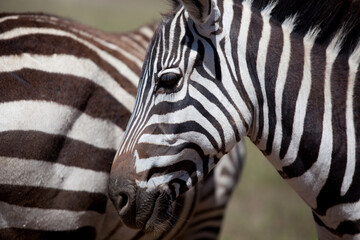 Close up portrait of zebra in safari park, Kenya 