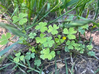 Clover