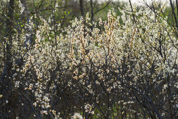 Tiny white flowers on bush branches, backlit, early spring, sunlight, normal angle lens