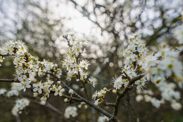 Tiny white flowers on a tree branch with blurred foreground and background in early spring in the sun with a macro lens