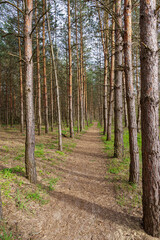 Straight footpath in the forest between pine trees, early spring, sunny, wide angle lens