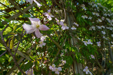 Close up of flowers with purple petals and yellow stamens, backlit, blurred background, wide angle lens