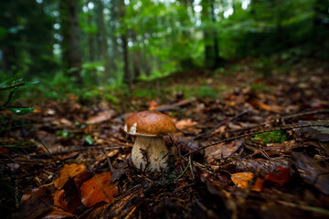 Boletus edulis also known as king bolete or penny bun. Boletus in mixed forest. Autumn in wild...