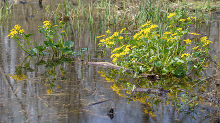 Yellow marsh stork blooms emerging from the water, early spring, sunshine, forest, telephoto