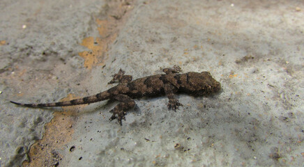 A small gecko on the floor of a city house