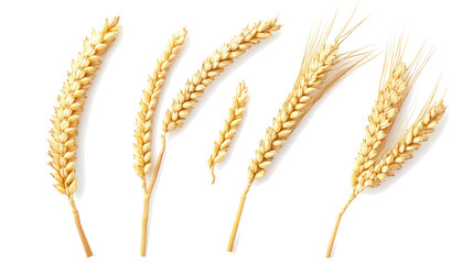 Golden Ears of Wheat Arranged Artistically on a White Background Generative AI