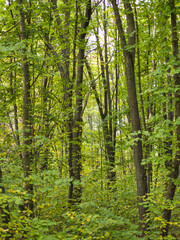 Obraz premium Autumn view of South Park in city of Sofia, Bulgaria