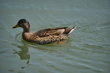 Close-up of a duck swimming on the calm surface of the lake. Natural wildlife, brown mottled color and the natural beauty of waterfowl in their natural habitat.