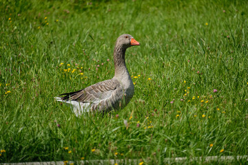A goose in a meadow near the lake against a background of diverse meadow vegetation. Summer.