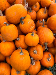 Pumpkin background vertical. Photo of autumn pumpkins. Autumn pumpkins photo for autumn festivals, cards, invitations