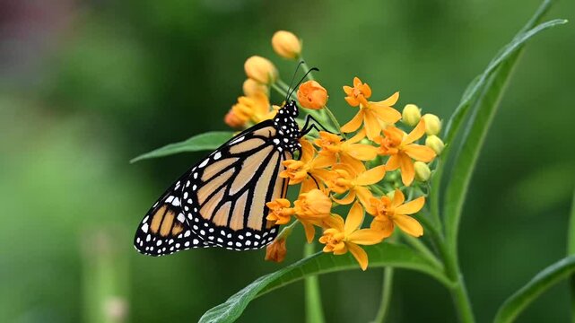 4K HD video zooming in on one monarch butterfly resting on yellow milkweed flowers 
