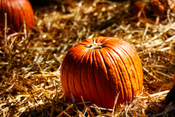 Light playing on a pumpkin.