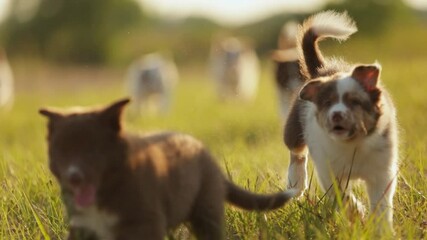 Many chocolate-colored and merle-colored border collie puppies run to in camera across the grass in the rays of the setting sun. Slow motion puppy dog play