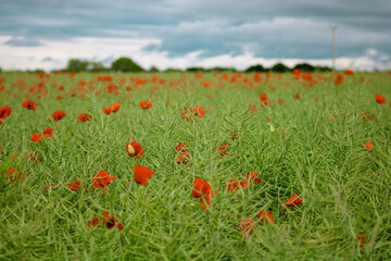 field of poppies