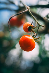 Pé de Tomate Cereja