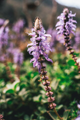 Flor do Boldo do Chile