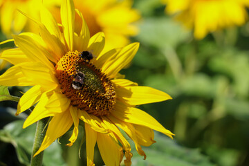 bee on sunflower