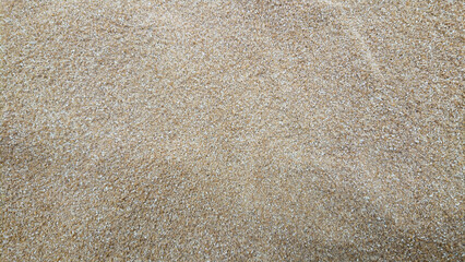 Textured surface of wheat grain