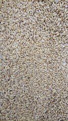 Close-up of pearl barley grains