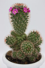 Flowering cactus in a white pot