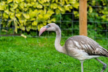A young, grey flamingo with a distinctive pink beak stands against a blurred green background, its feathers yet to develop their vibrant pink hue.