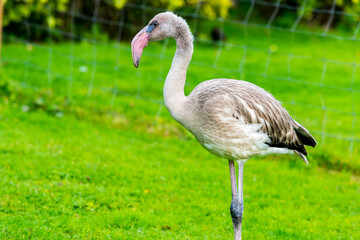 A young, grey flamingo with a distinctive pink beak stands against a blurred green background, its feathers yet to develop their vibrant pink hue.