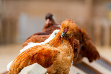 A beautiful reddish-brown hen with fluffy head feathers takes a rest on a perch, her fellow...