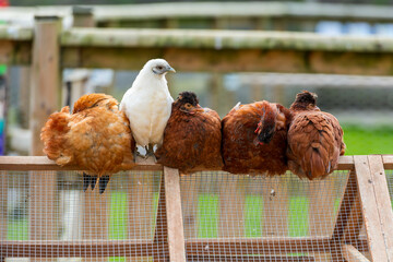 One white hen stands out amongst a row of brown hens perched on a wooden chicken coop, highlighting...