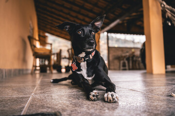 Olhar de um cachorro preto