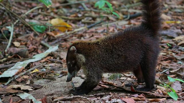 White-nosed coati eating a crab