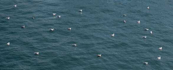 seagulls on the surface of the sea
