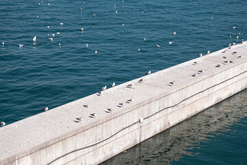 seagulls in the sea