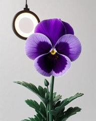 Obraz premium a purple pansy with distinct markings on plain white background