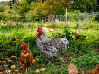 Frei laufende Hühner