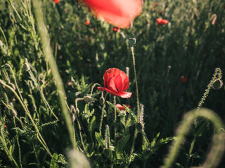 Obraz premium Red poppy flower