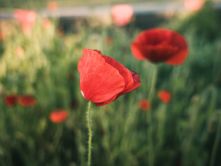 Red poppy flower