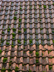 Moos auf einem alten Dach eines ungeheizten Hauses