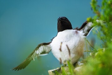 Razorbill, Alca Torda, birds on cliffs, Bempton Cliffs, North Yorkshire, England	