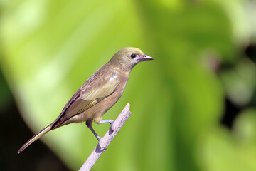 Tanager Palm (Thraupis palmarum) perched on a log