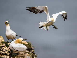 Northern Gannet, Morus bassanus, birds on cliffs, Bempton Cliffs, North Yorkshire, England