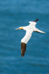 Northern Gannet, Morus bassanus, birds in flight over cliffs, Bempton Cliffs, North Yorkshire, England