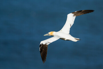 Northern Gannet, Morus bassanus, birds in flight over cliffs, Bempton Cliffs, North Yorkshire, England