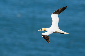 Northern Gannet, Morus bassanus, birds in flight over cliffs, Bempton Cliffs, North Yorkshire, England